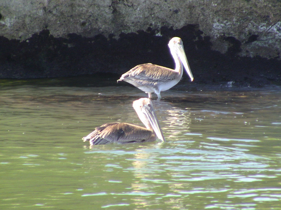 Pelicans at Los Haitises National Park