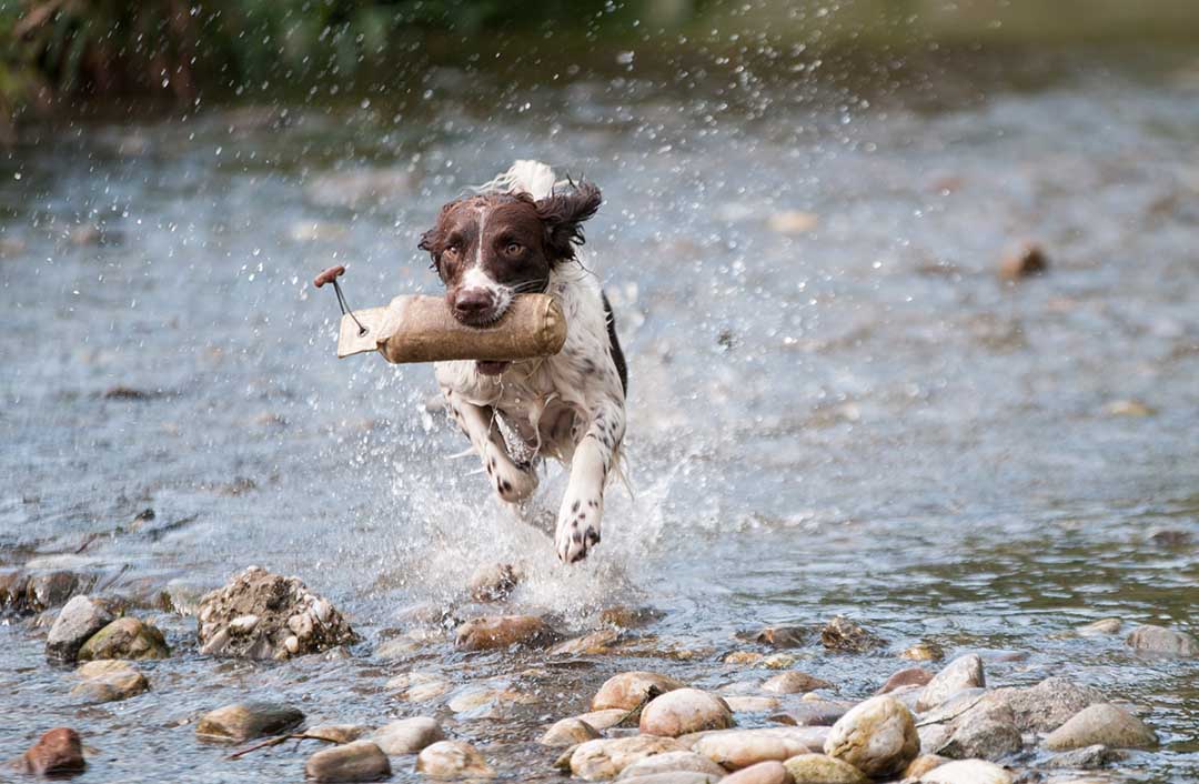Dog running in stream
