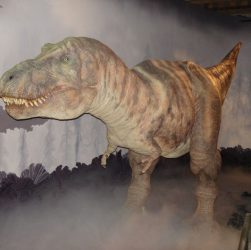 A dinosaur at the Natural History Museum in London